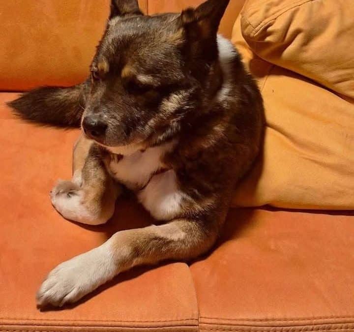 Buddy – vermittelt