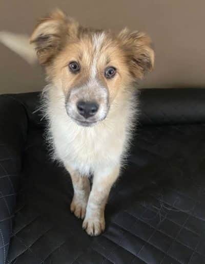 Patchu – vermittelt