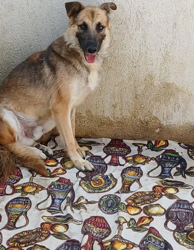 Pedro