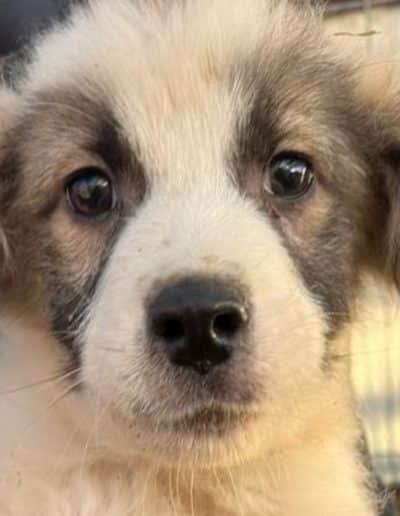 Steve – hat Interessenten