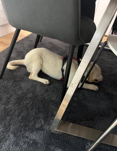 Chanel – vermittelt