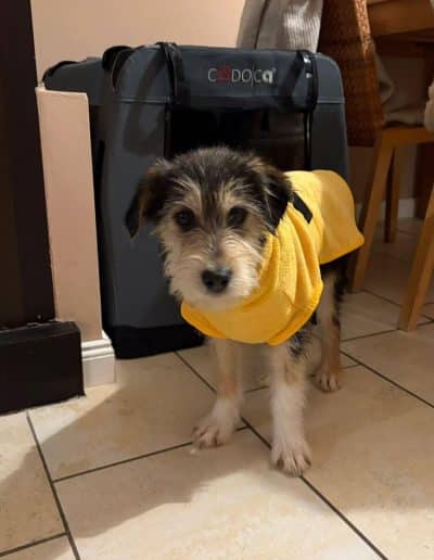 Gloria – vermittelt