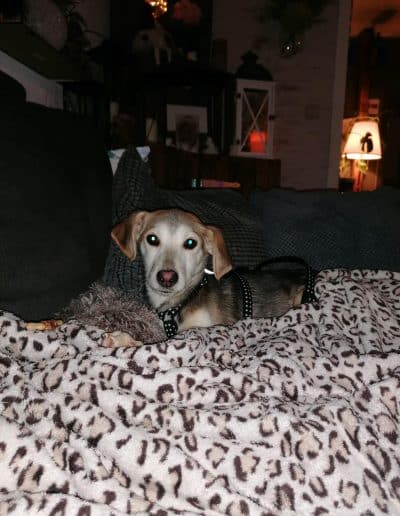 Melody – vermittelt