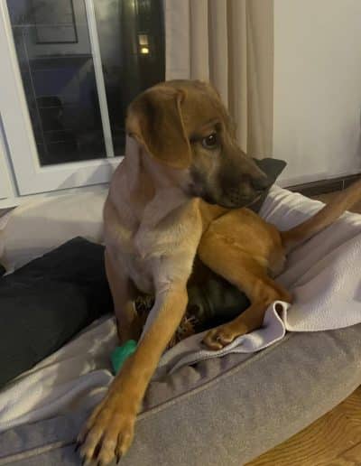 Browny – vermittelt