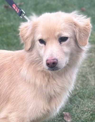 Milo – demnächst auf Pflegestelle in Gemünden