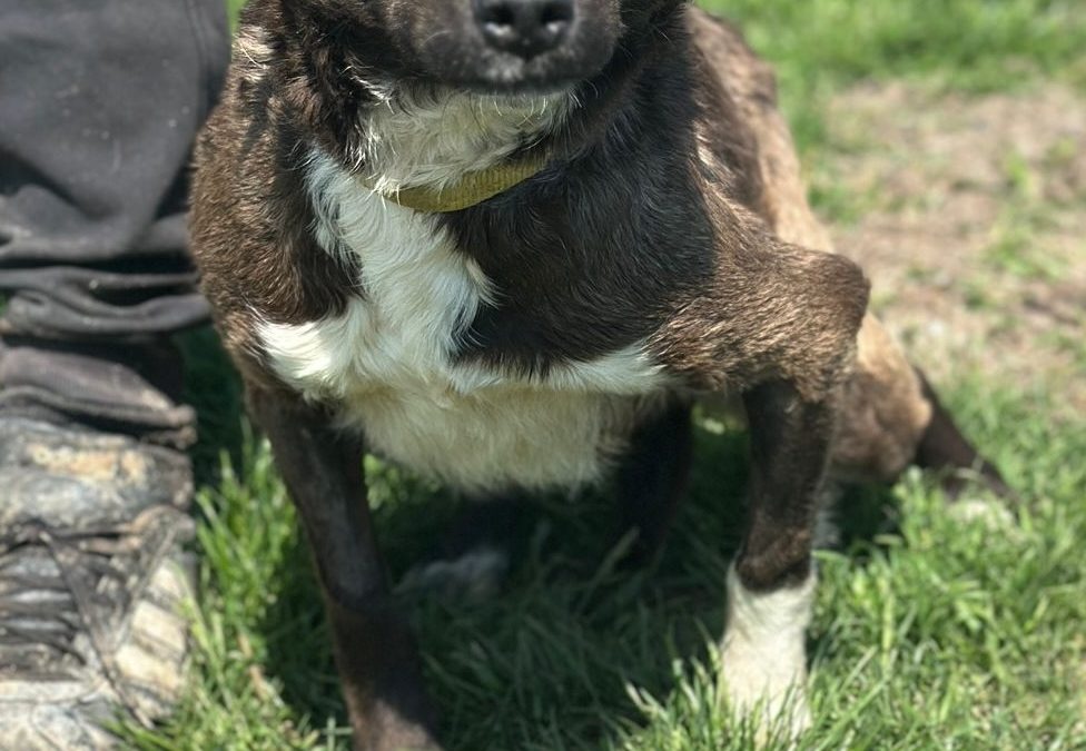 BELLA