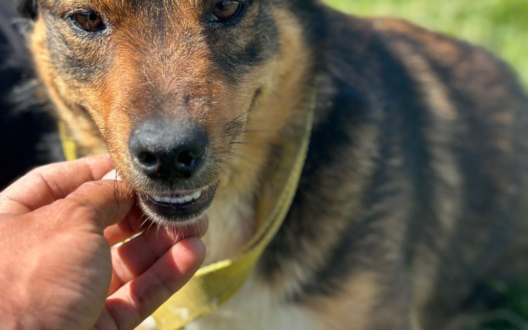 TOBI