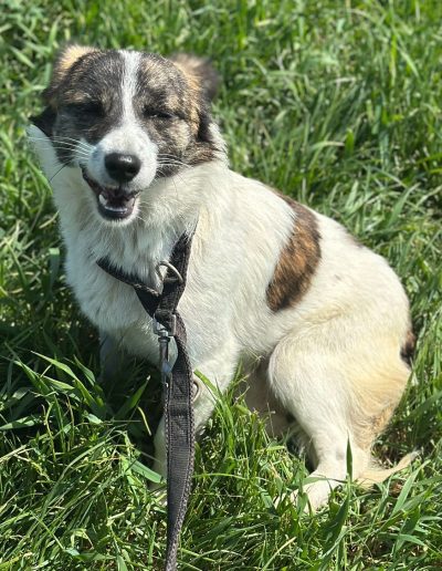 Timo