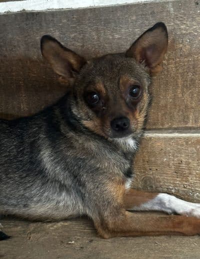 Peanut