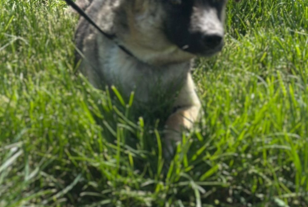 Roxy