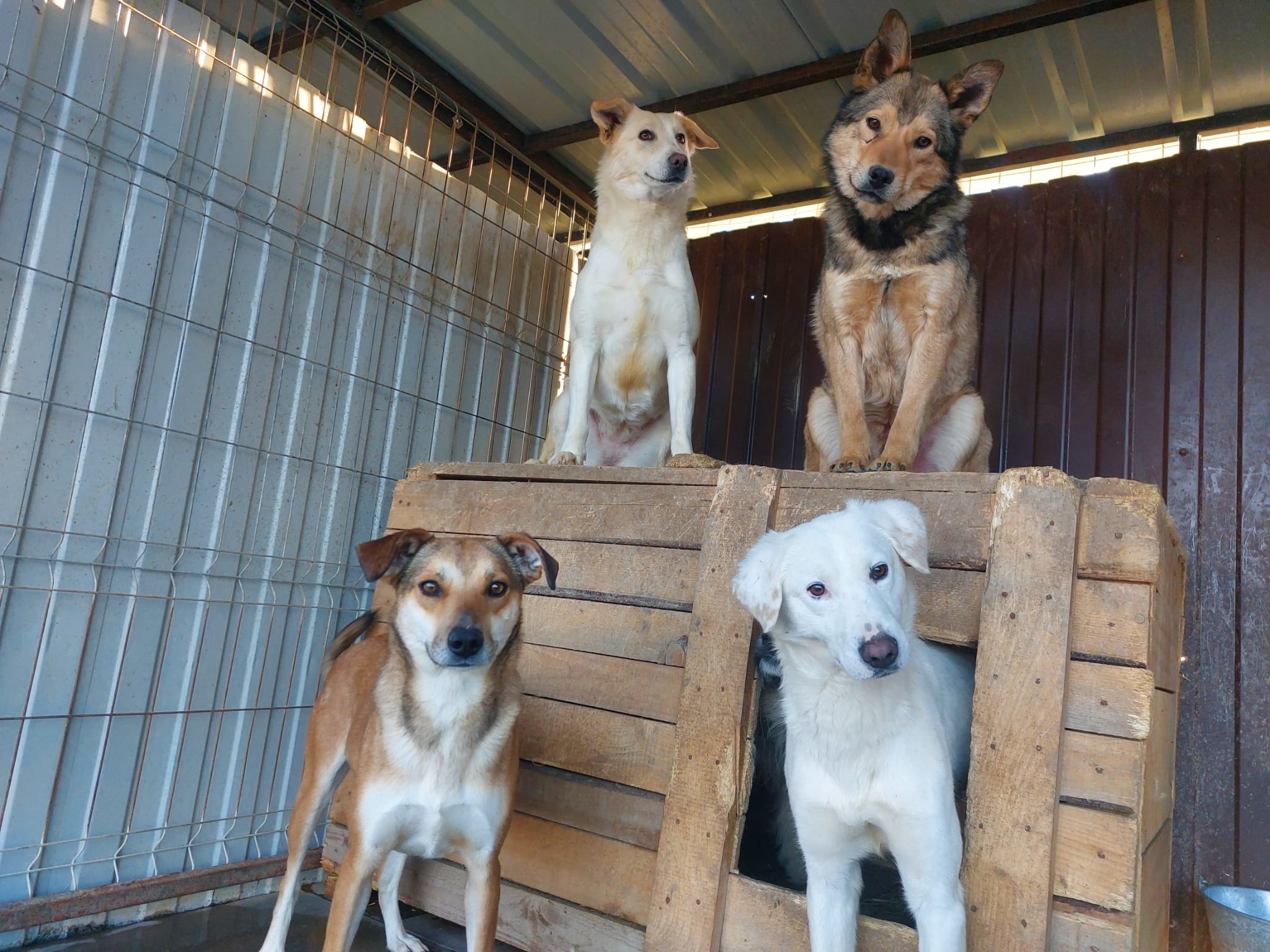 Gerettete Hunde im Shelter