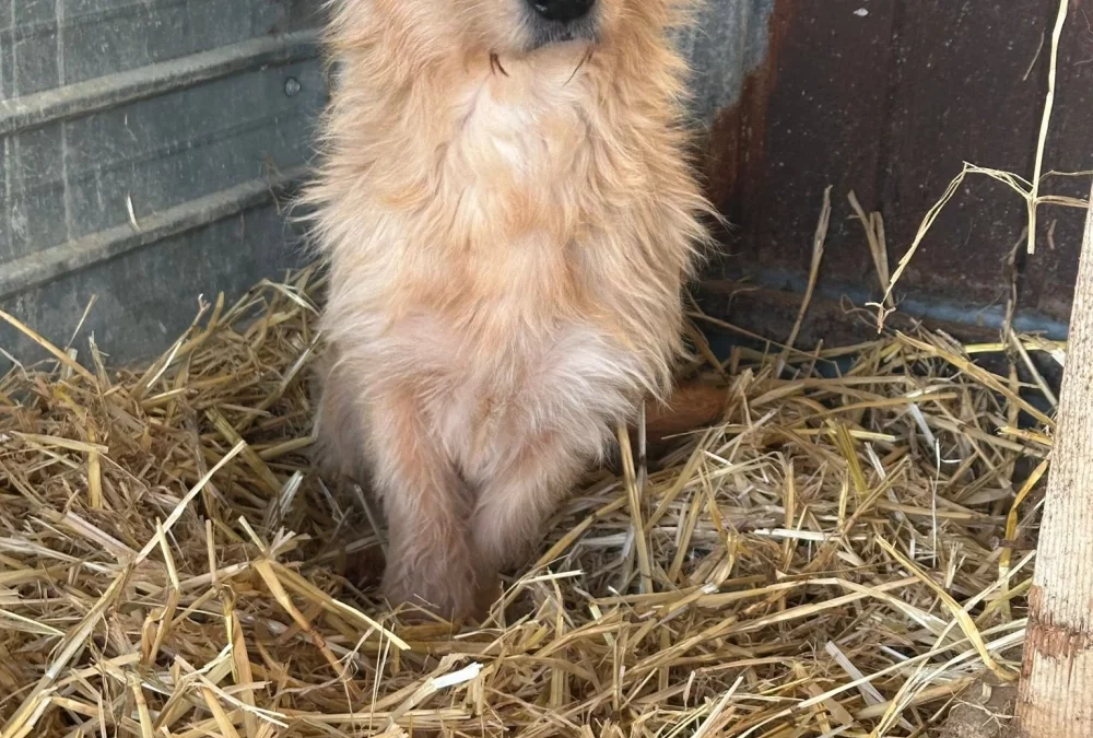 Daisy