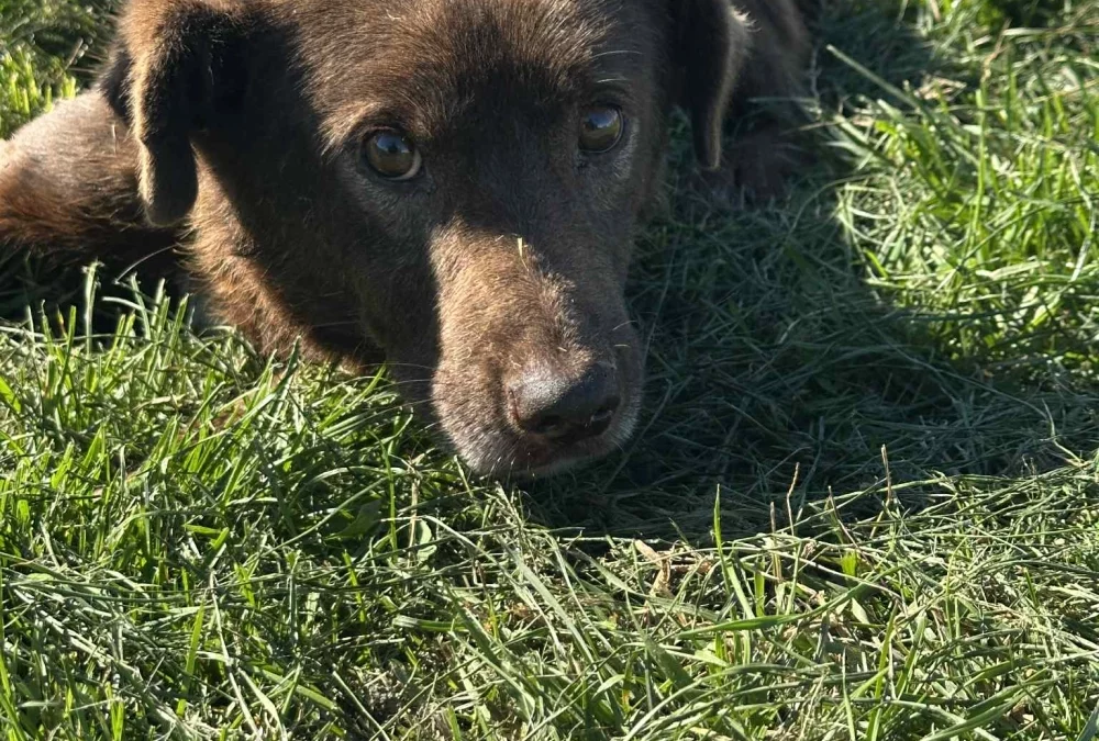 Taro