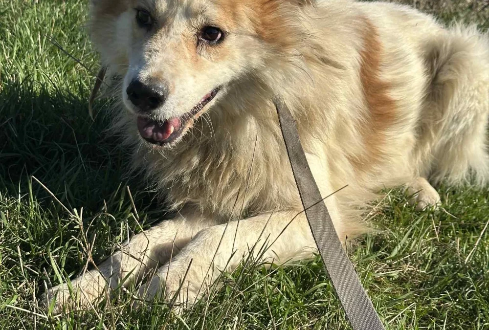 Merlin