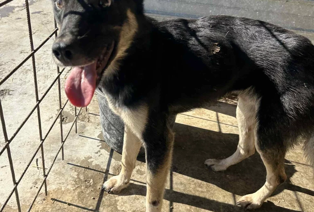 Cujo