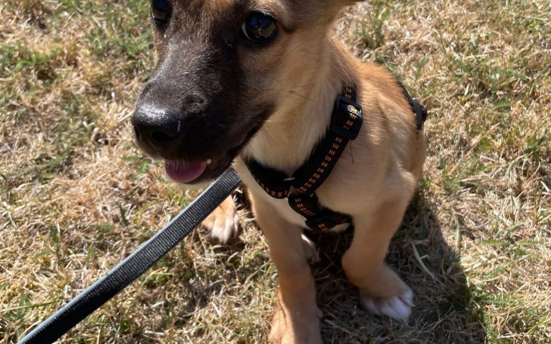 Samu