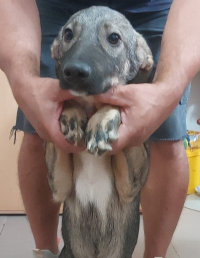 Buddy