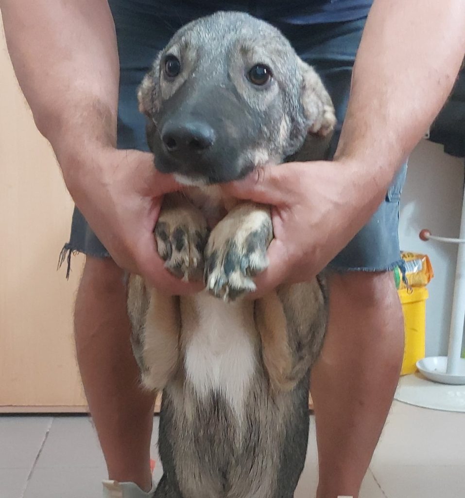Buddy