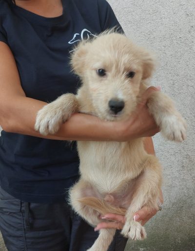 Albert
