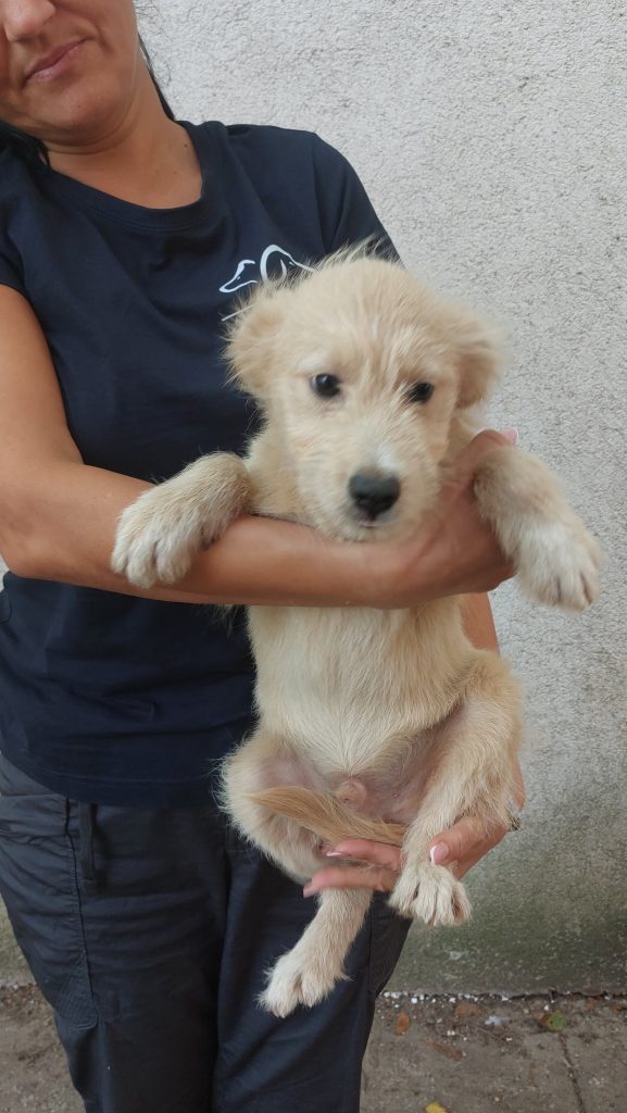 Albert