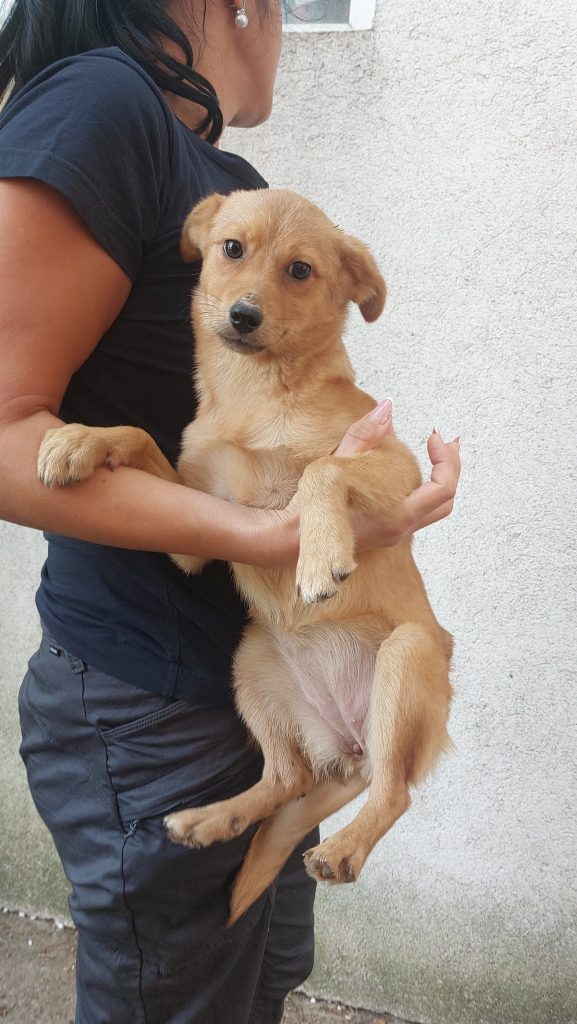 Ilinca