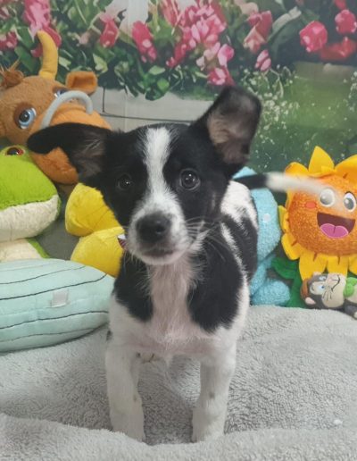 Bella