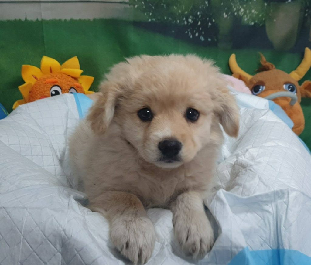 Samuel