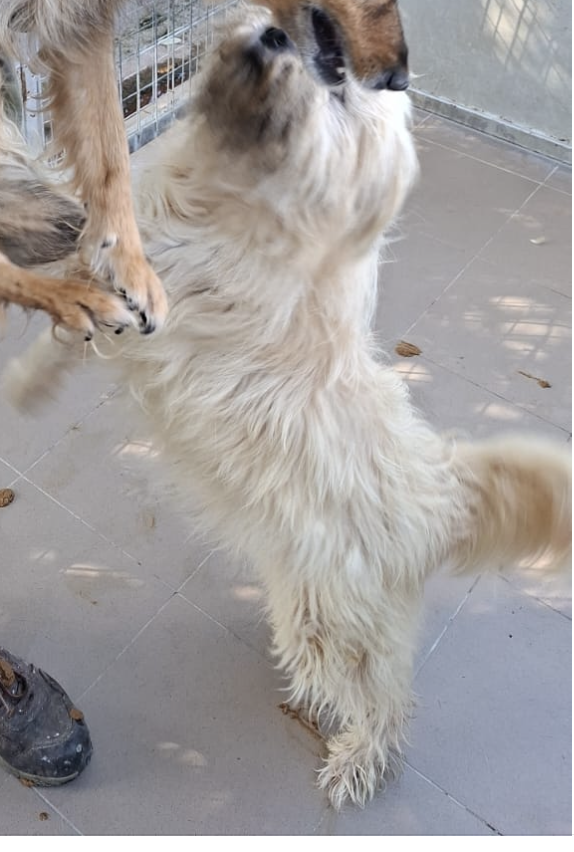 Balu