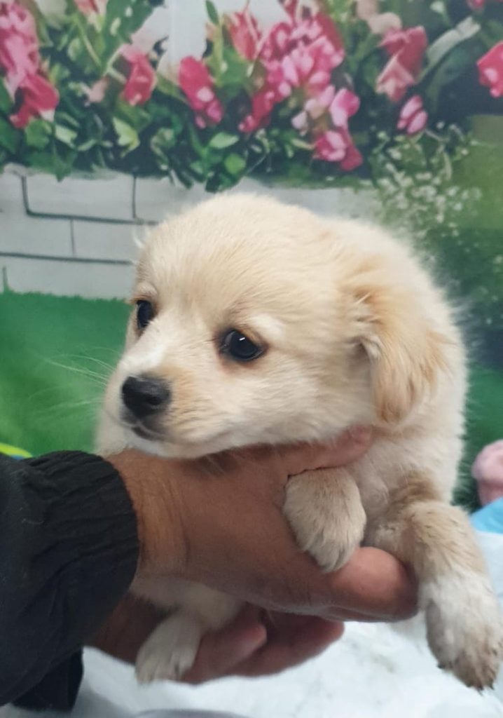 Tobi